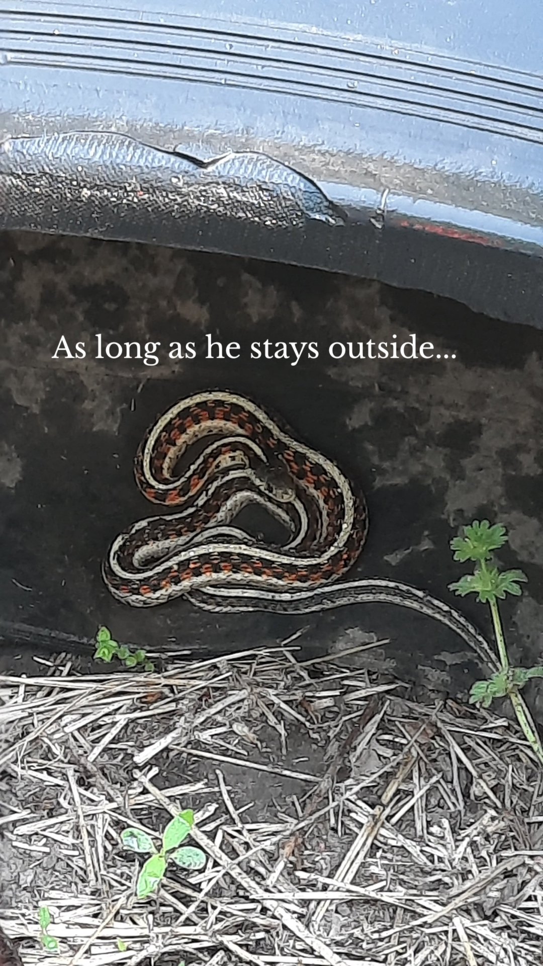 As long as he stays outside...